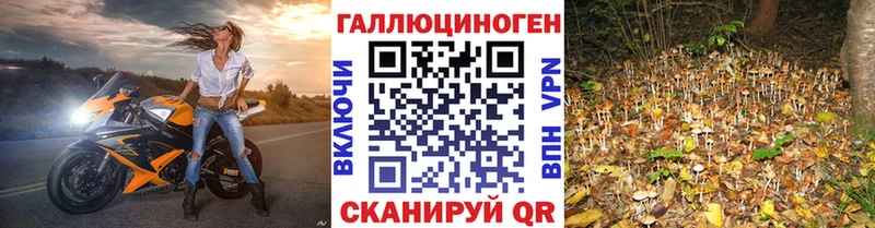 Галлюциногенные грибы Psilocybe  Красноперекопск 